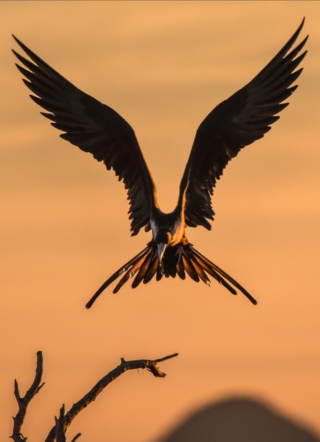 wings