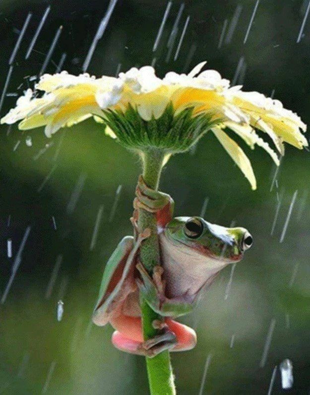 frog and flower