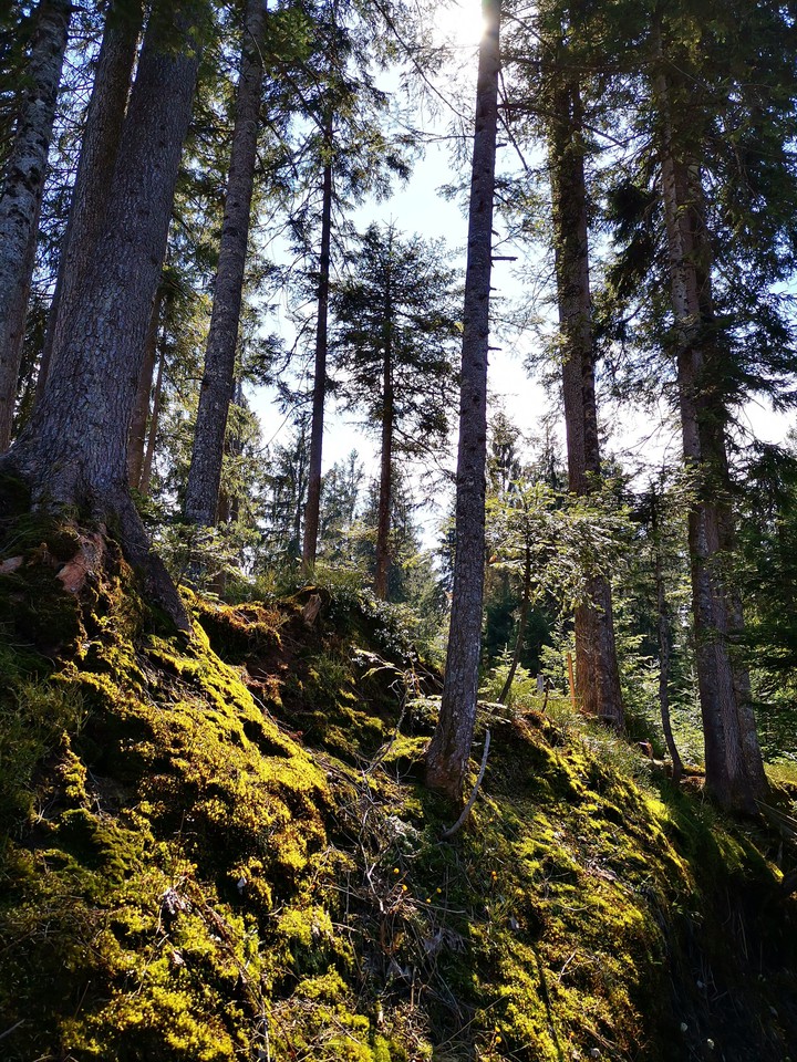 forrest