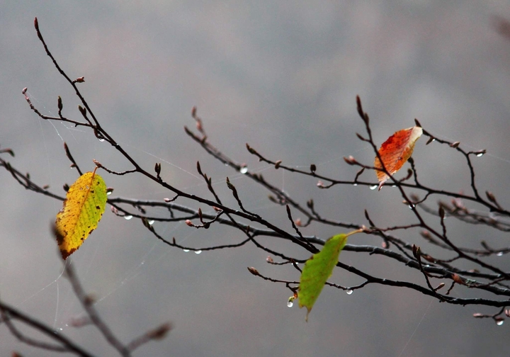 autumn ......
