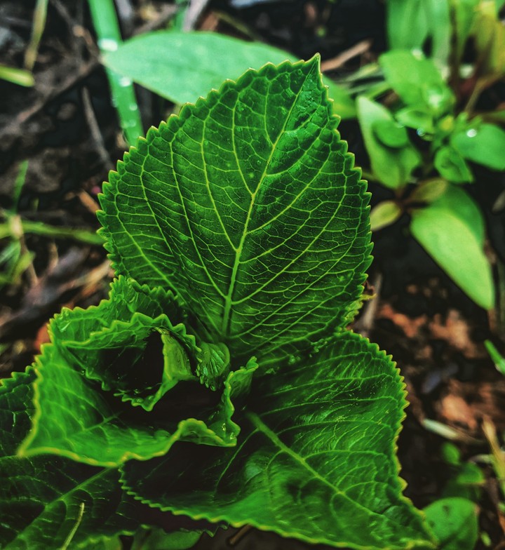 Nature