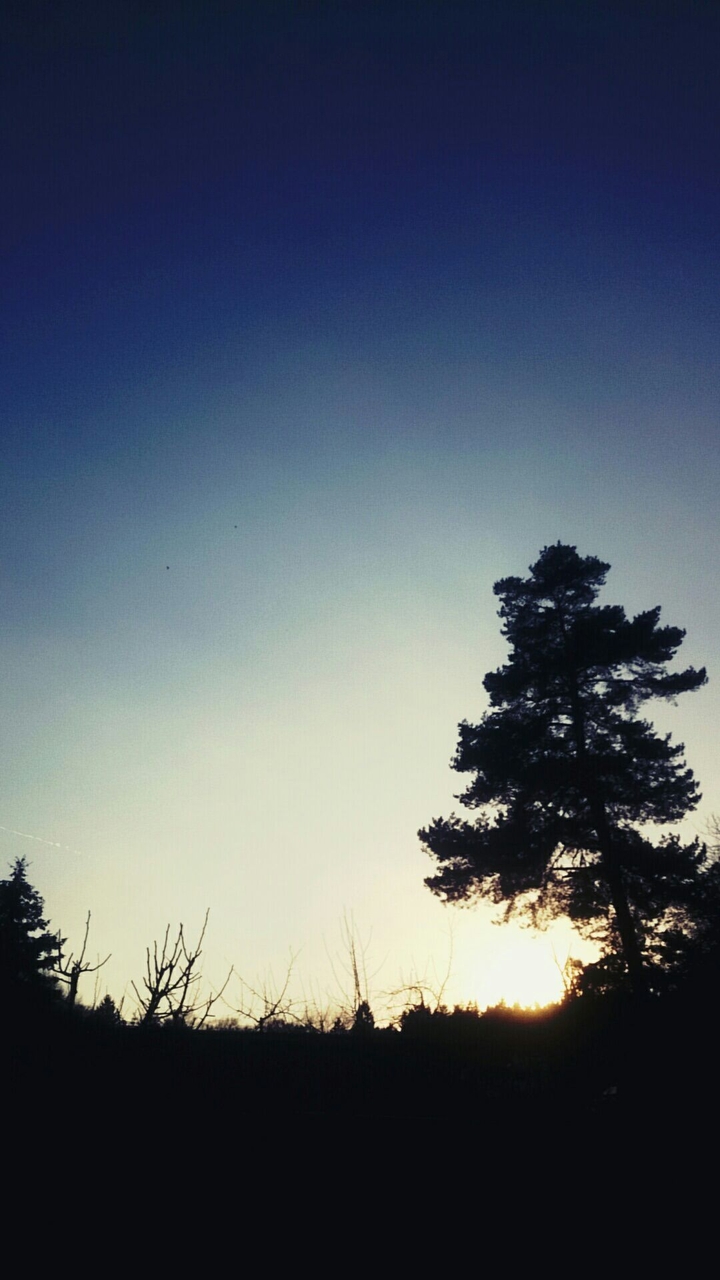 Tree and Sunset