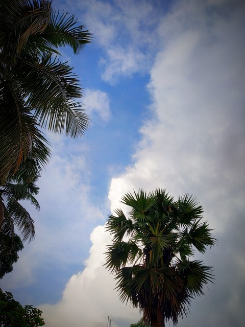 The palm trees