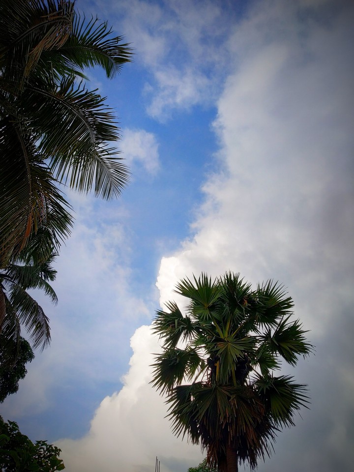 The palm trees