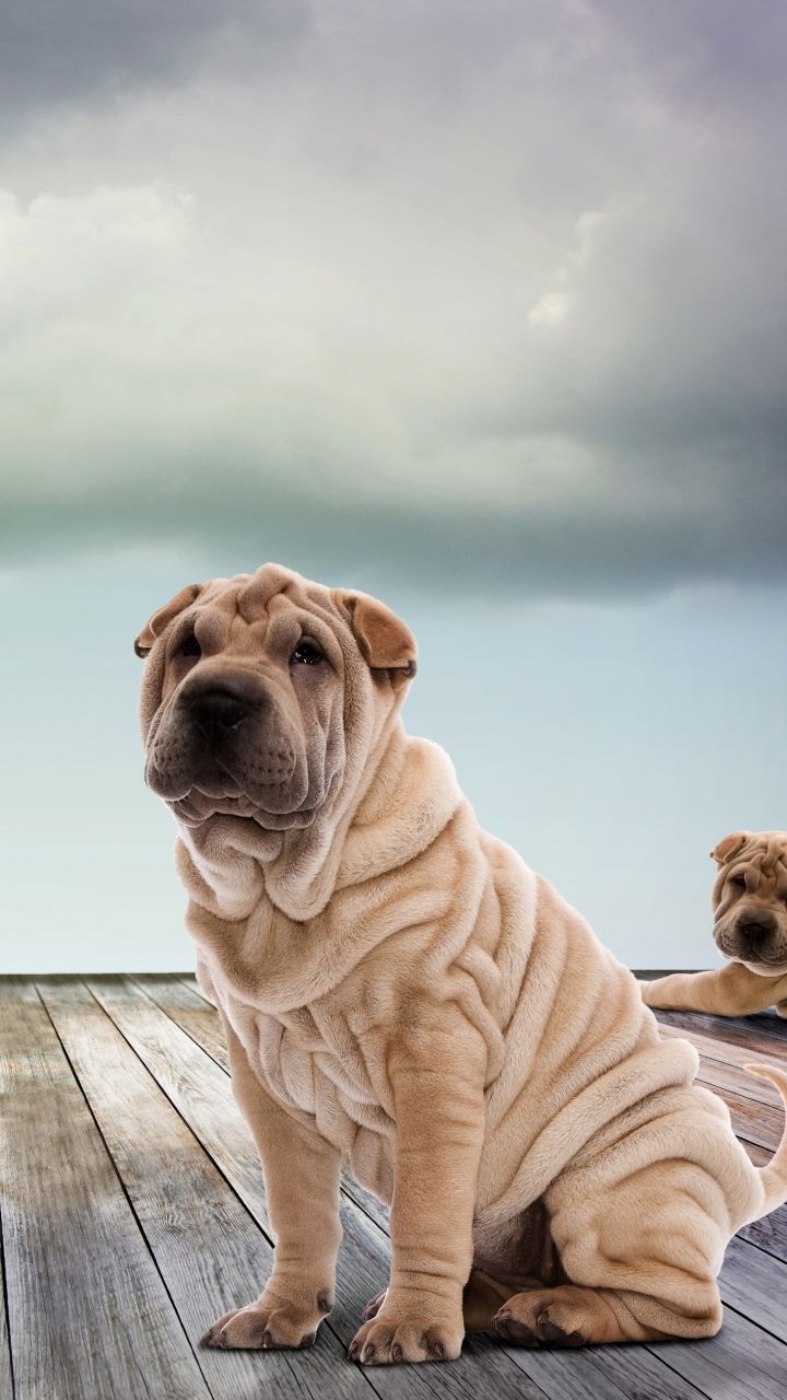 perrito