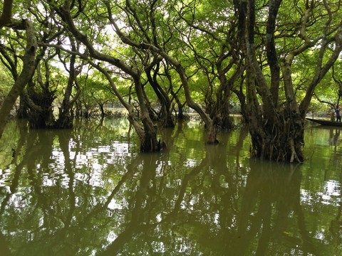 Forest under the water