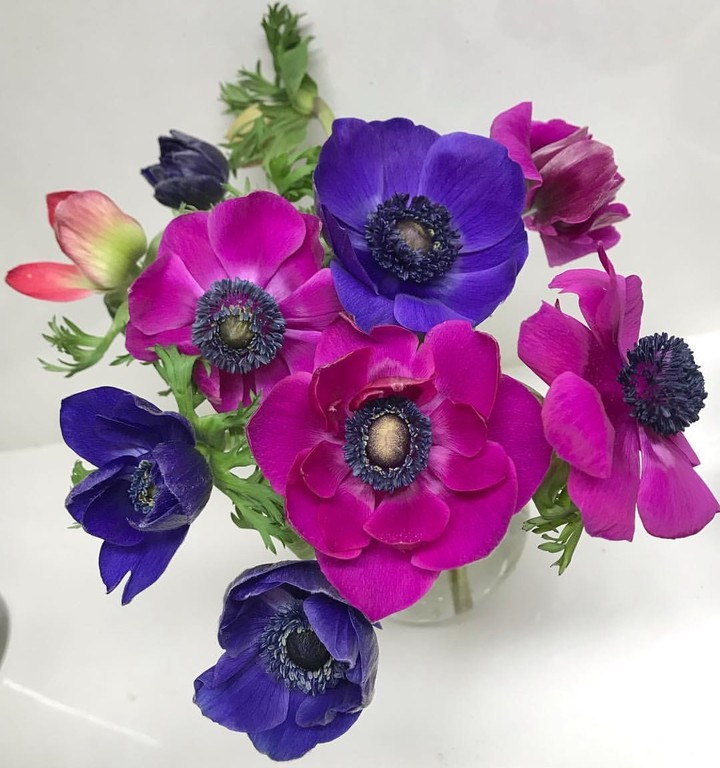 anemone