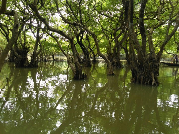 Forest under the water