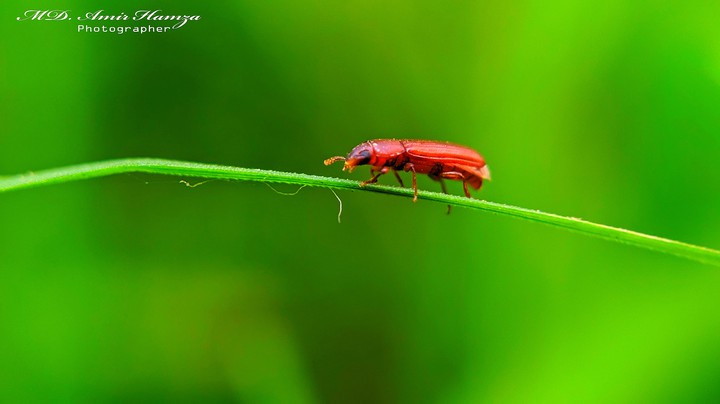 insect