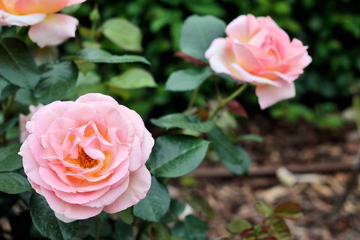 rose 6