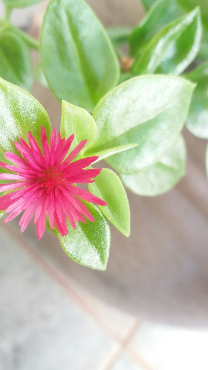 Flor