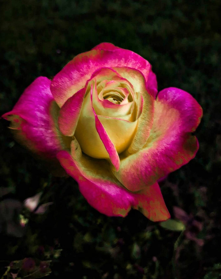 Doublecolor