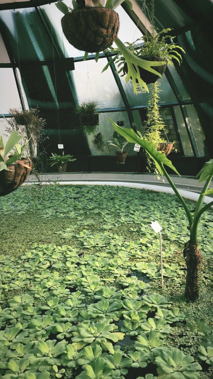Hothouse, botanic garden, Zagreb