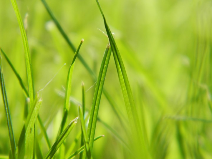 Shedding the grass of the future...