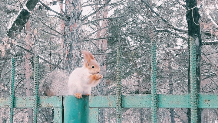 Белочка