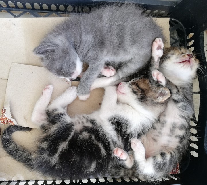 cats