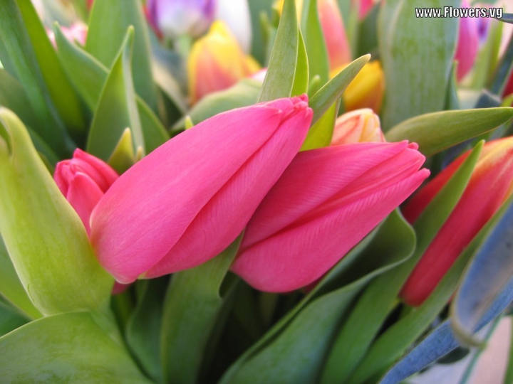 Pink tulips