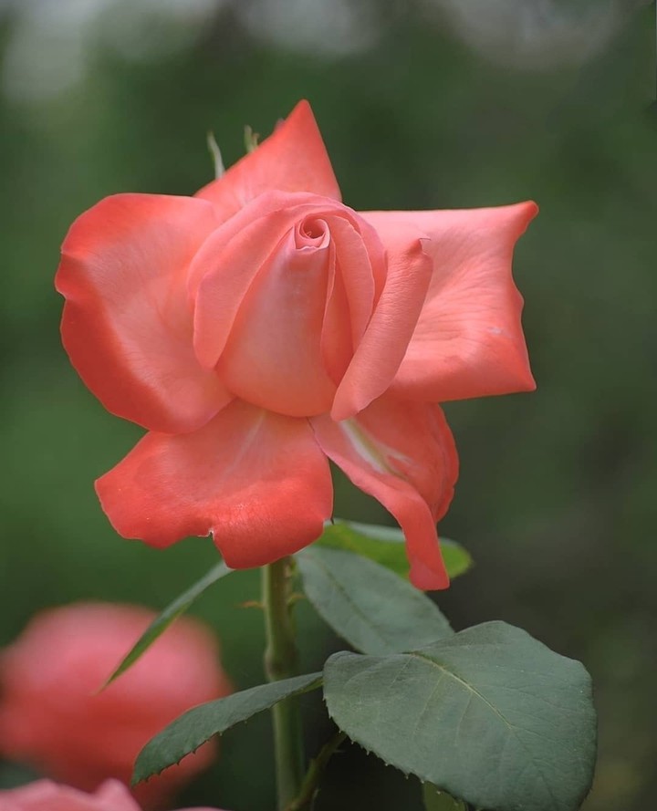 For You Paulob not Miss you ok Don't say It