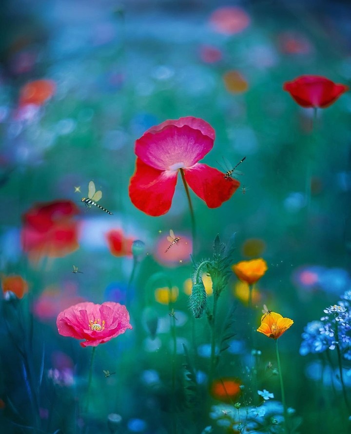 in the meadow...