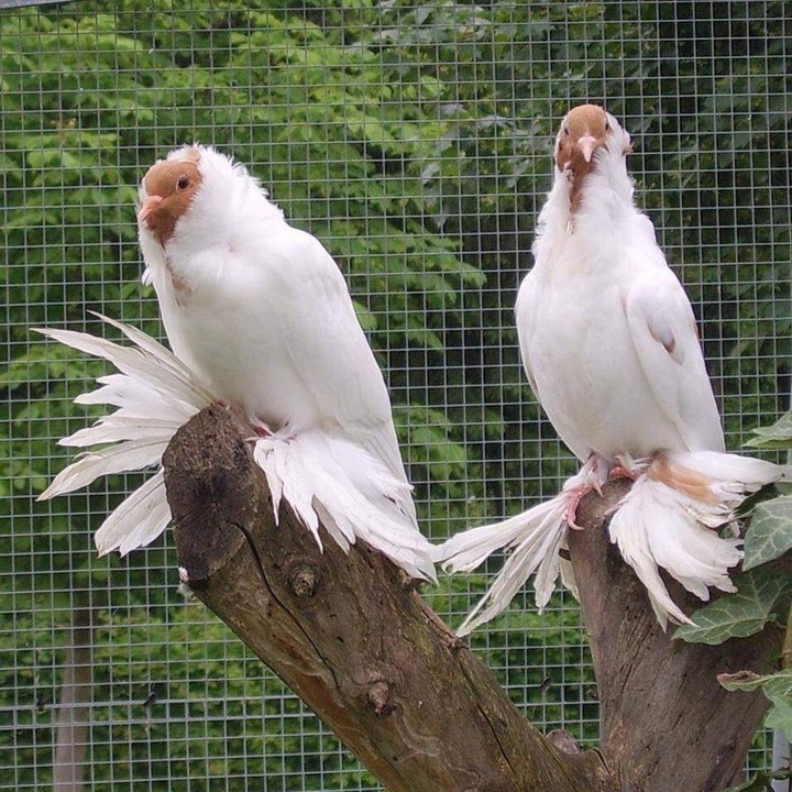pigeons paradise