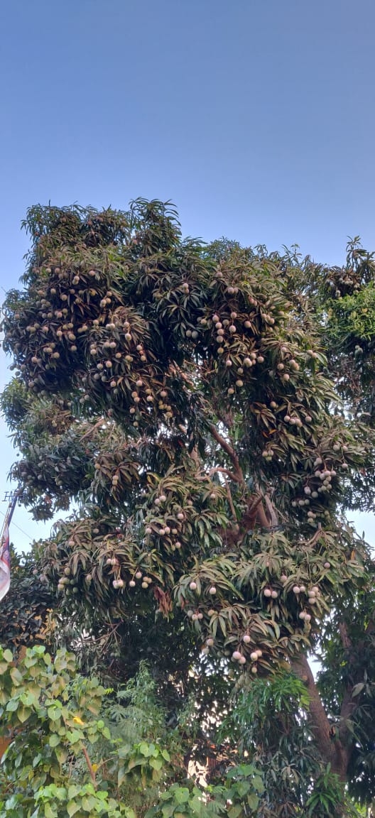 Mangoes