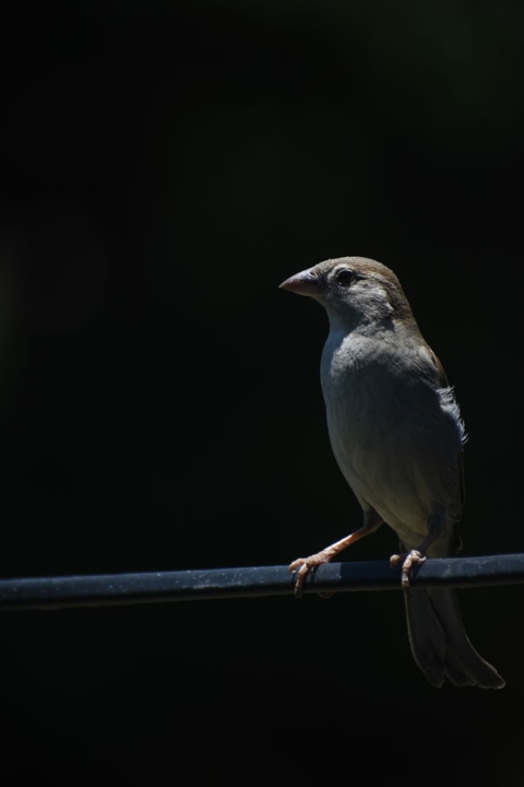 Sparrow