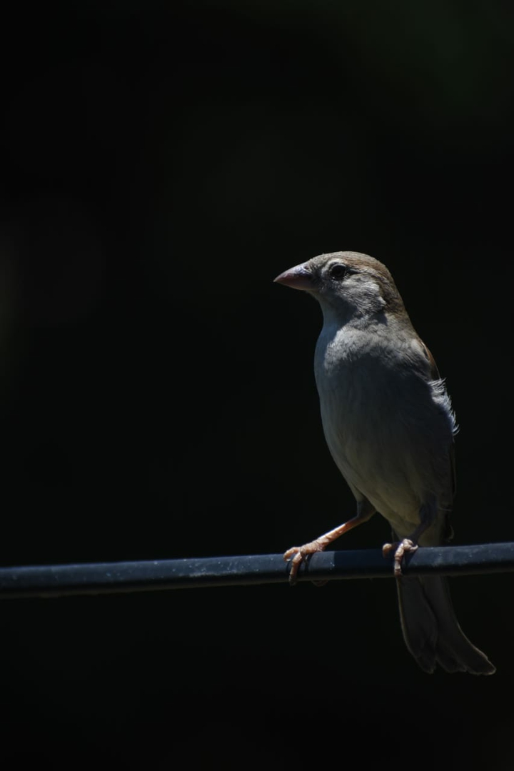 Sparrow