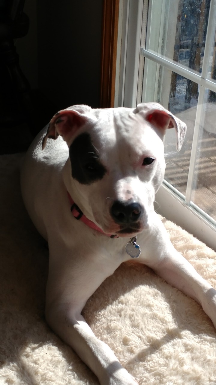 Soffie sunning