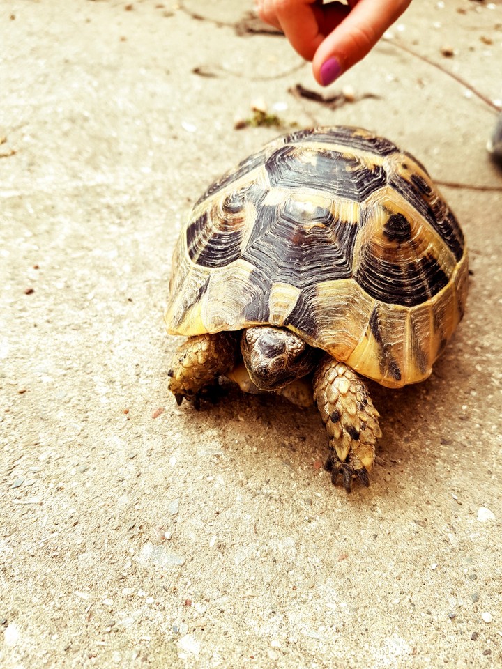 mr. turtle