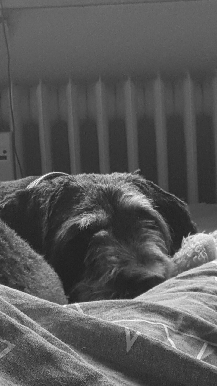 dog black white