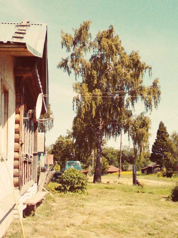 старая берёза