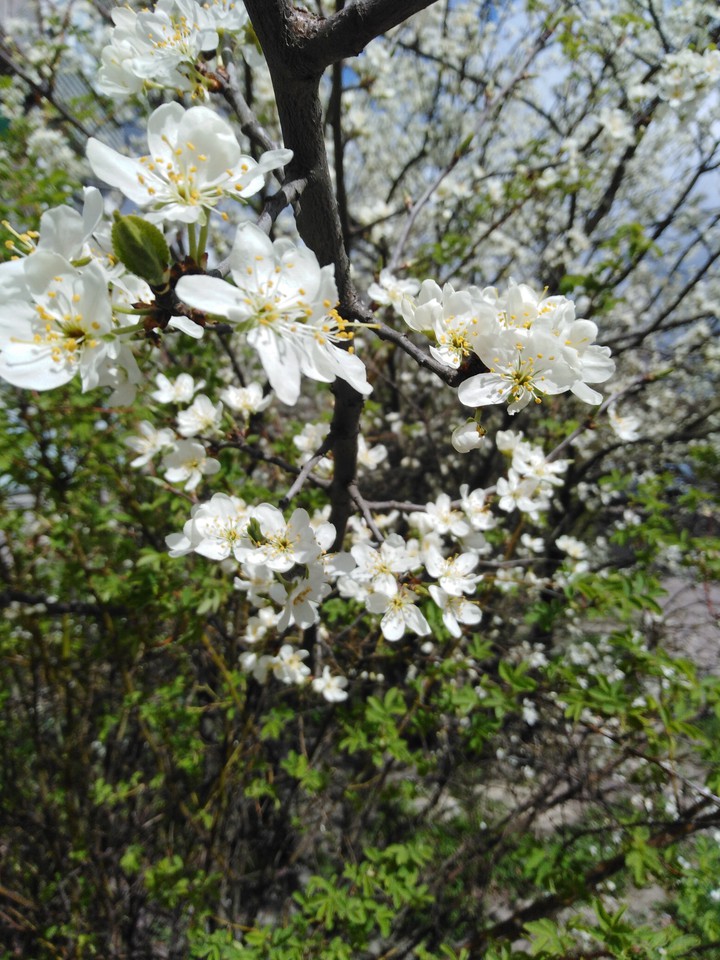 spring