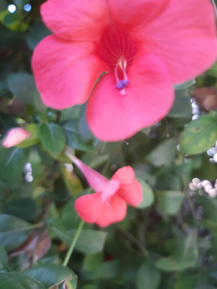 flores