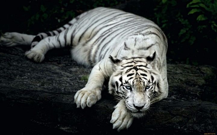 White tiger