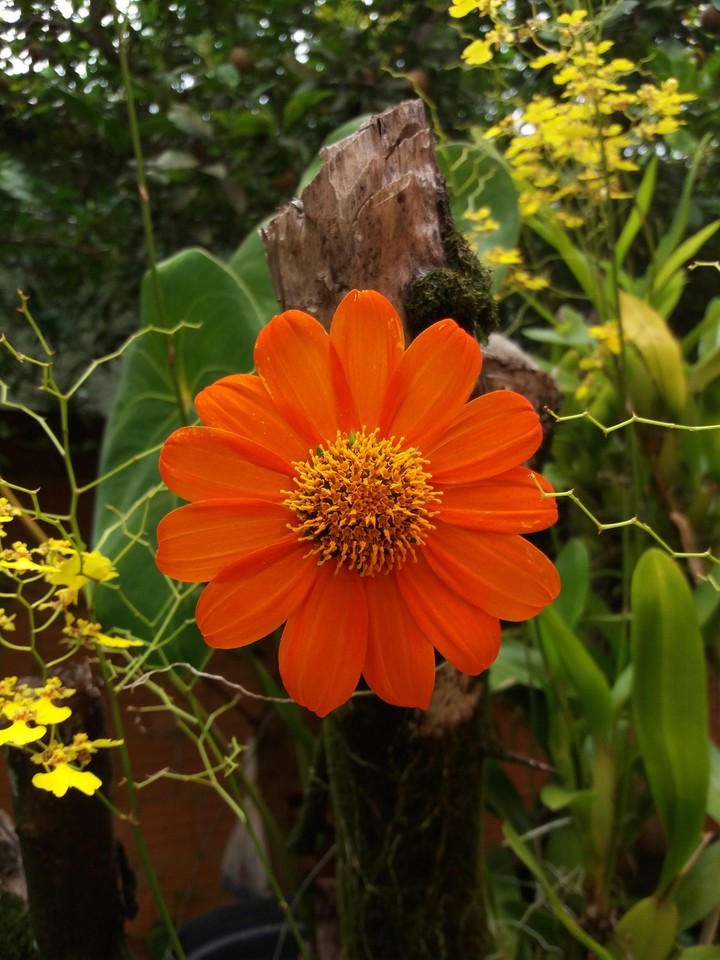 Flower