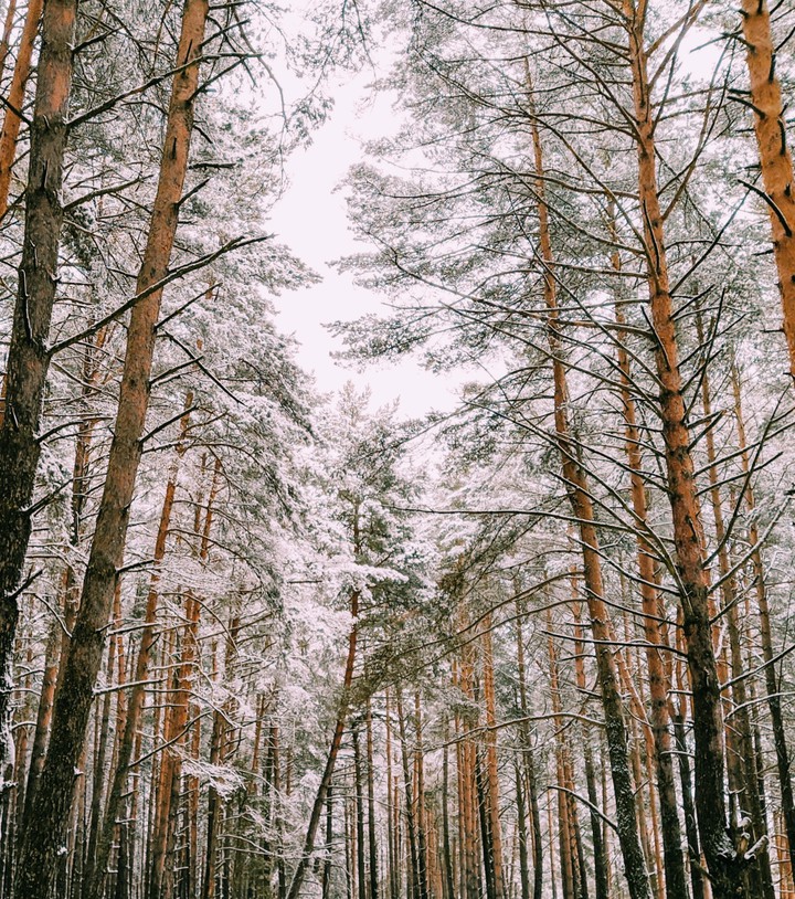Лес