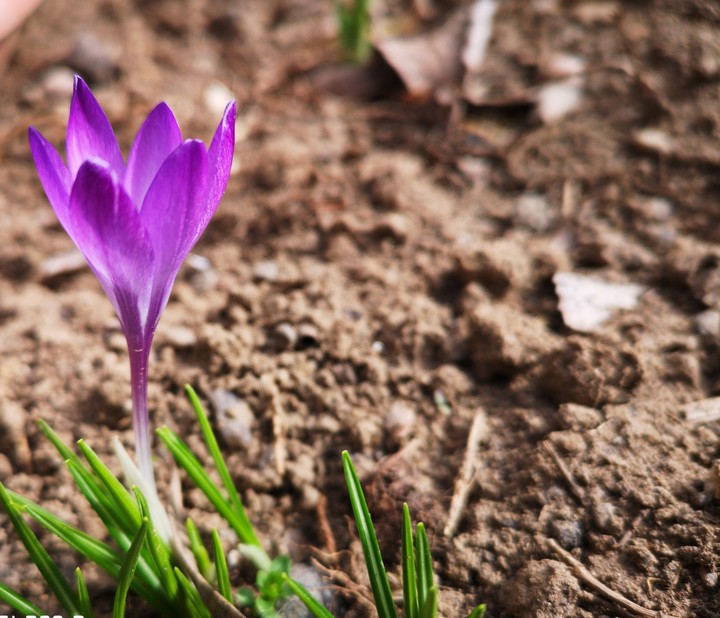 Spring Flower