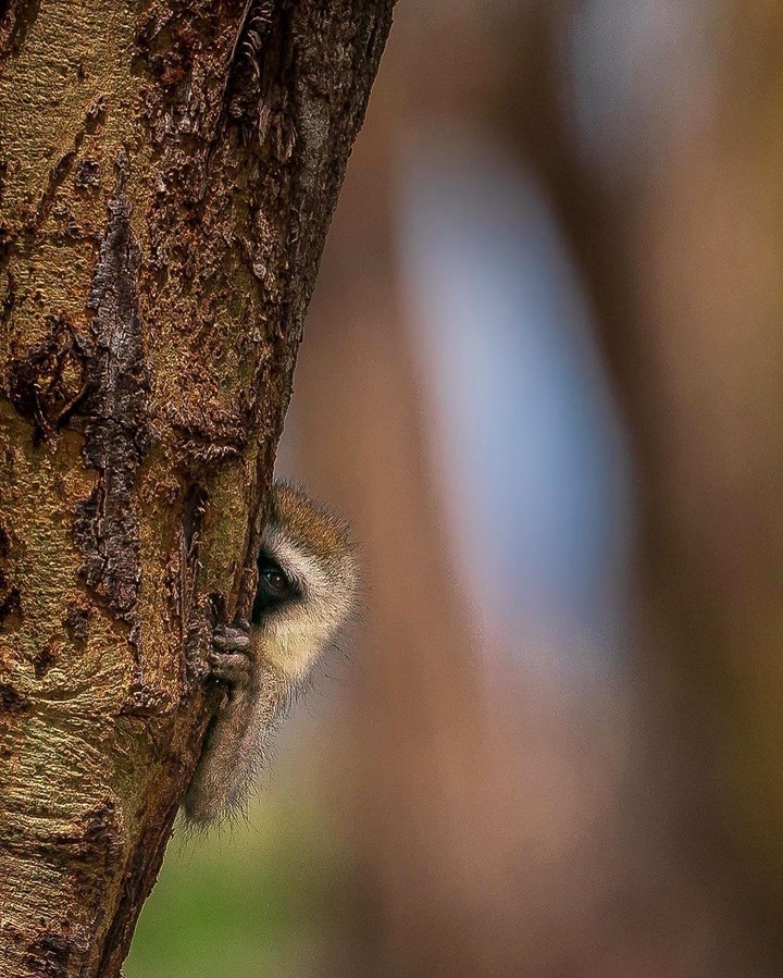 lemur