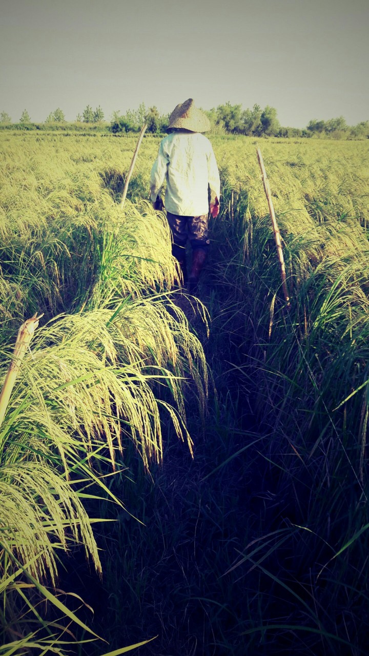 farmer is walking through crops