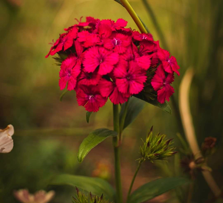 The flower