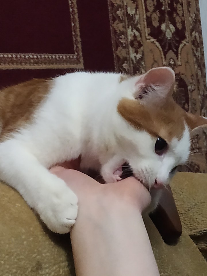 кусь
