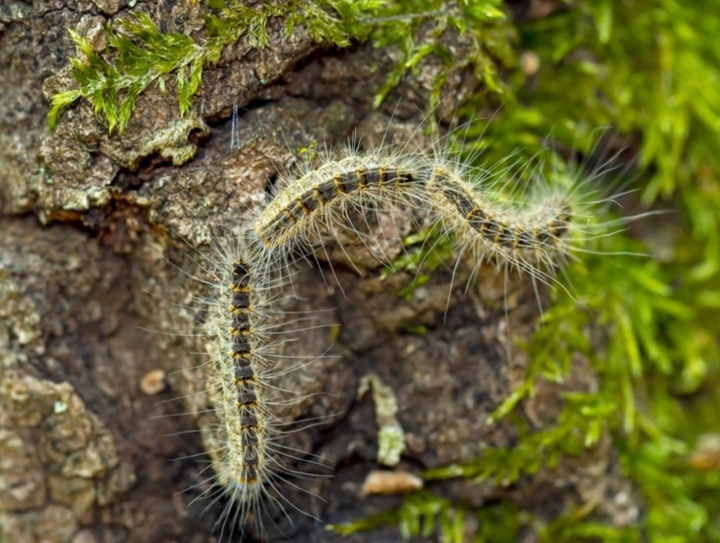 Caterpillar