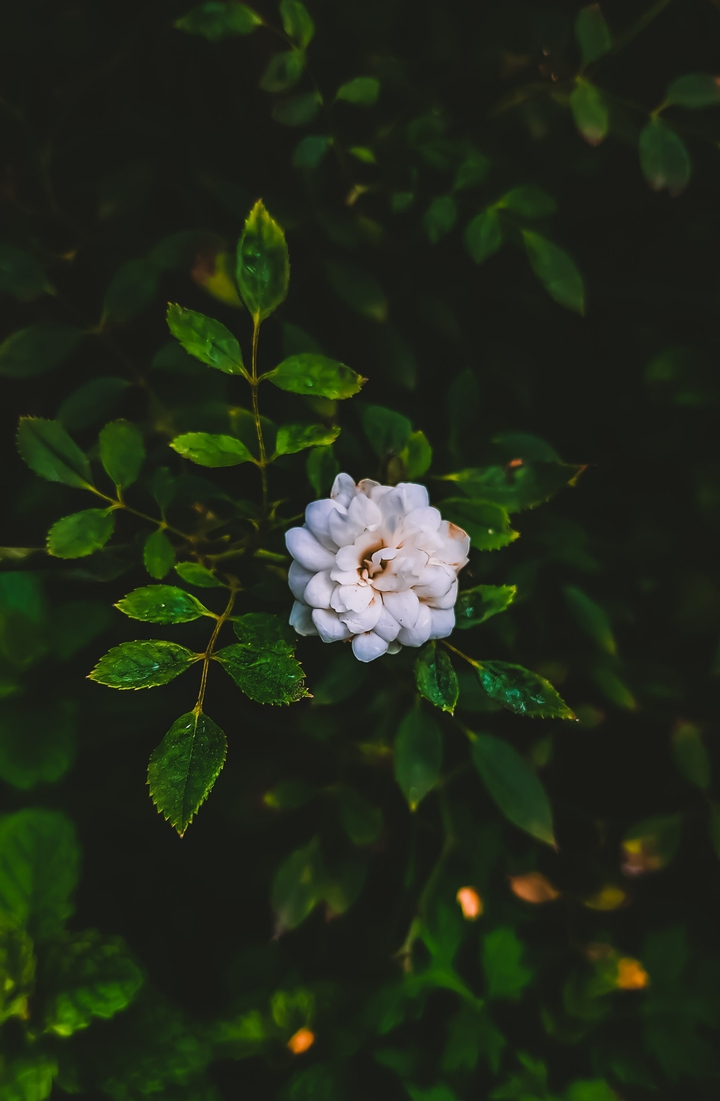 Little flower
