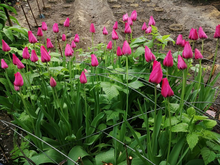 flowers