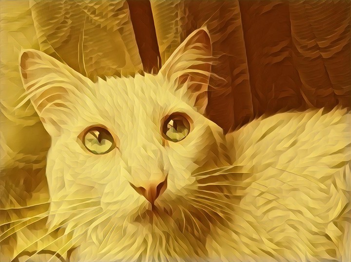 perfecto gato
