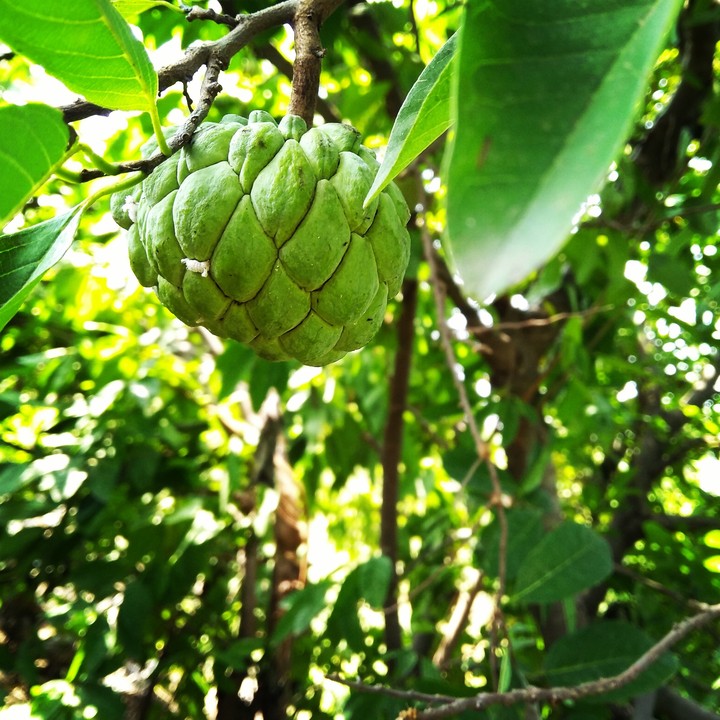 sugar apple ... this winter   excited for eating....
