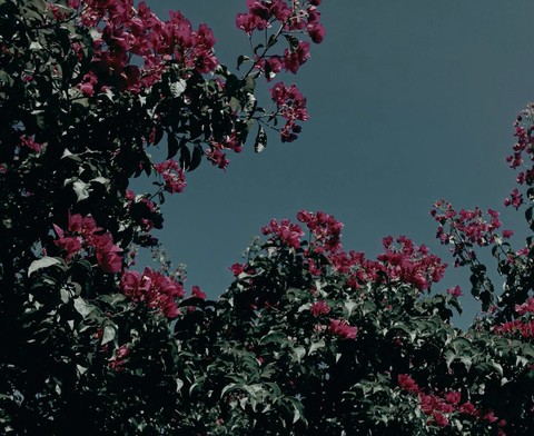 обои flower, tree