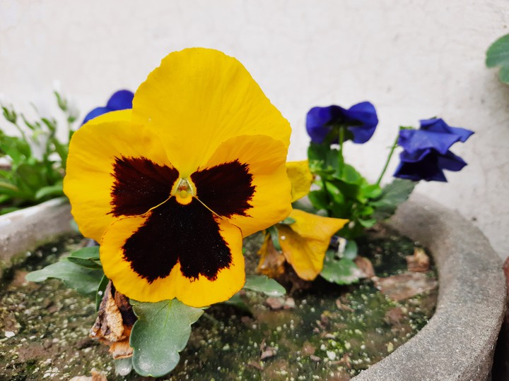 Flower