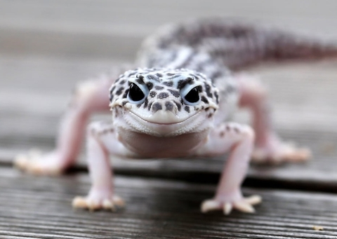 обои geckos, closeup