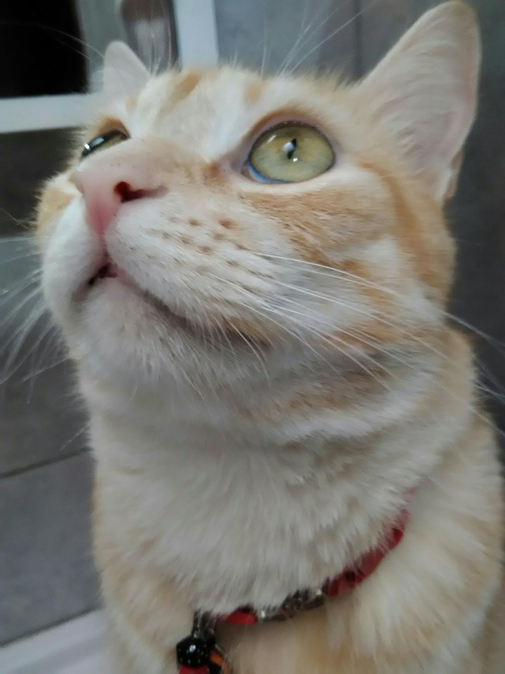 Lolita